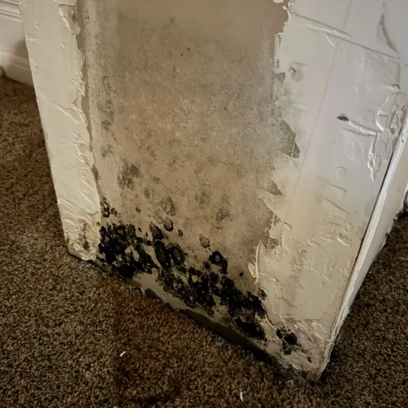 Professional Mold Removal in McCormick County, SC